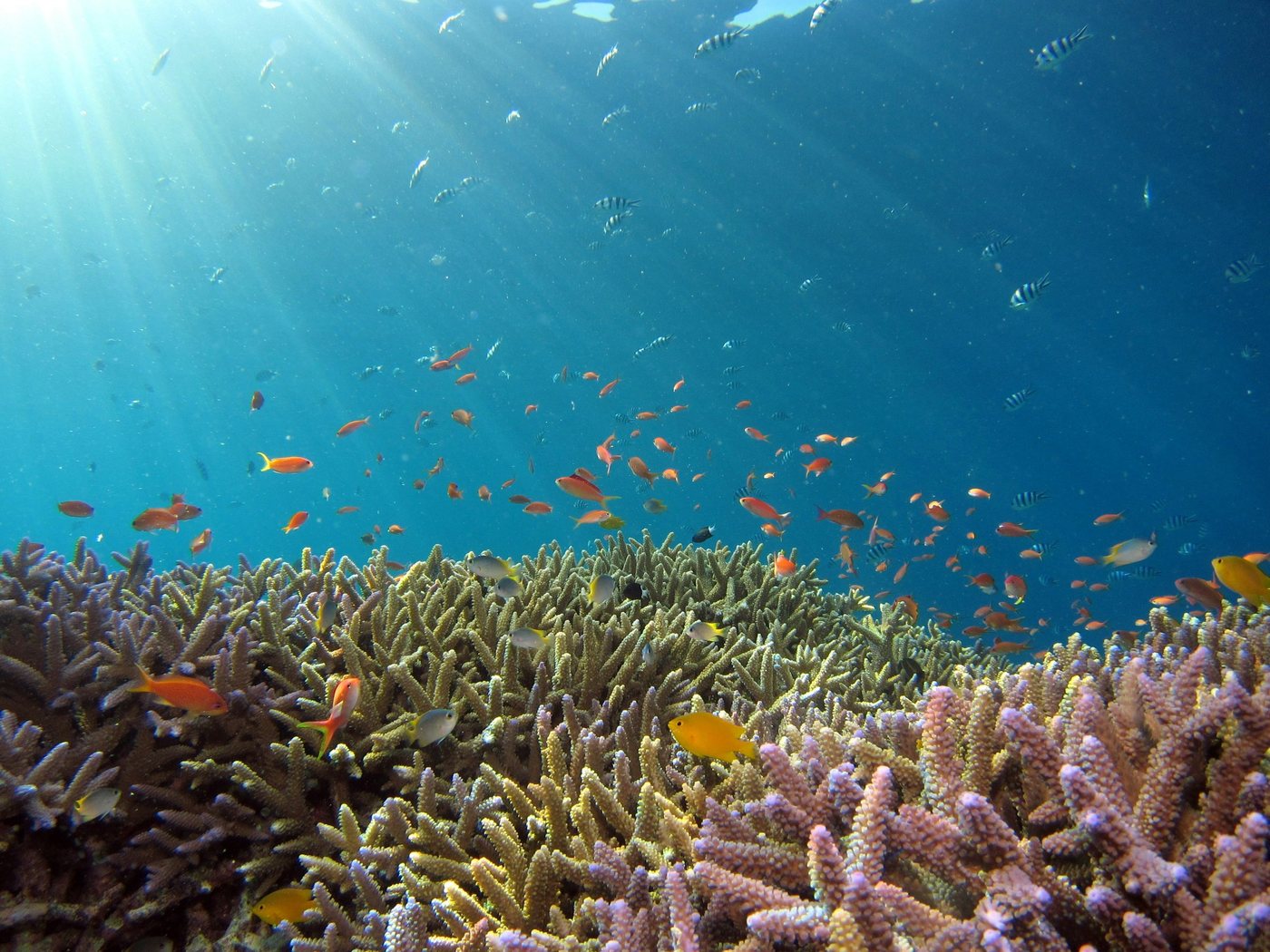 Lagoon and Snorkeling